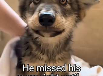 Q2604004 Changed his cat’s life! (Part 2)