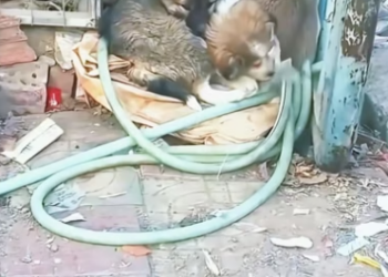 M2404002 Three abandoned puppies curled up together on the roadside to keep warm. (Part 2)