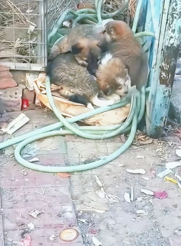 M2404002 Three abandoned puppies curled up together on the roadside to keep warm. (Part 2)