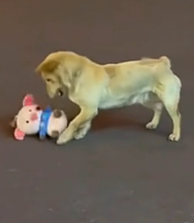 D0904001 Poor stray dog (Part 2)