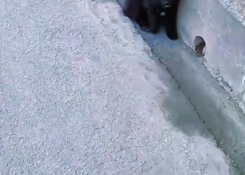 M2404003 The puppy mistakenly entered the expressway and lay on the side of the road trembling  (Part 2)