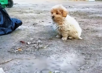 M2604002 The puppy discarded next to the trash can (Part 2)