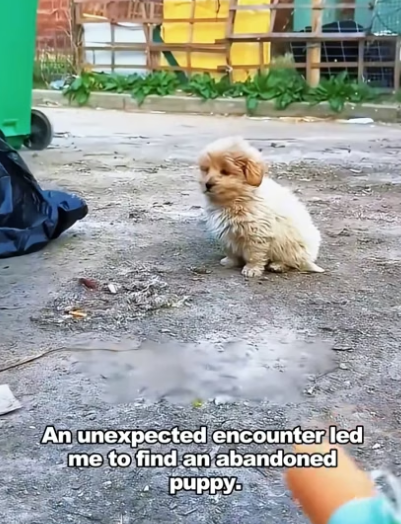 M2604002 The puppy discarded next to the trash can (Part 2)