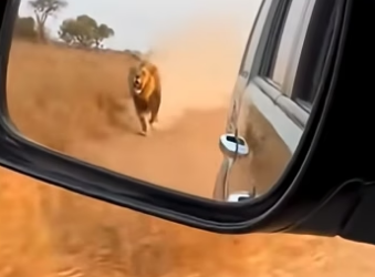 S2604003 A Baby Gazelle Jumped In Her Car To Save His Life (part 2)