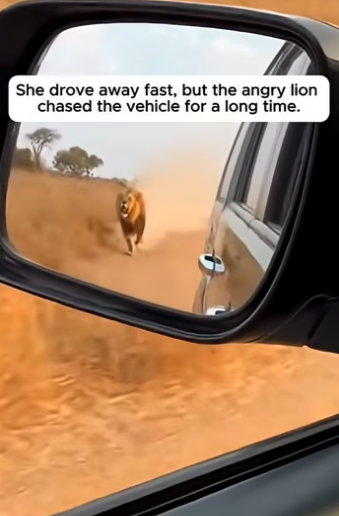 S2604003 A Baby Gazelle Jumped In Her Car To Save His Life (part 2)