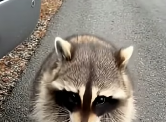 S2604005 She Begged On The Road But No One Stopped