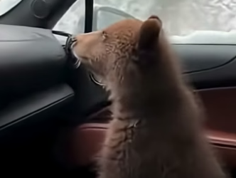 S2604006 Wolves Were Dragging A Baby Bear Until He Saved Him (Part 2)