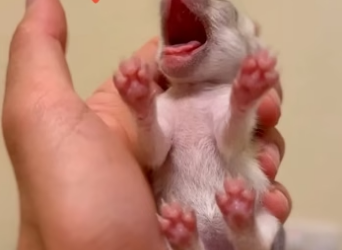 D2604004 Need vs delay — which ends? (Part 2)