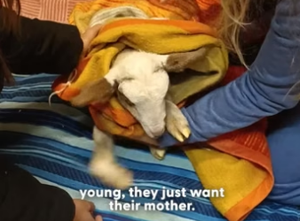 H2604006 Baby Lamb Dumped Because He “Wasn’t Profitable” Surprises Everyone (Part 2)