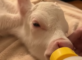 Q2604008 Albino calf changes cat’s life! (Part 2)