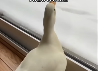 Q2604009 She never forgot her babies! (Part 2)