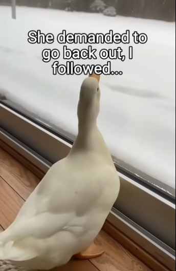 Q2604009 She never forgot her babies! (Part 2)