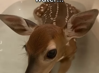 Q2604006 Any name suggestions! (Part 2)