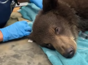 Q2604010 They gave her a new life (Part 2)