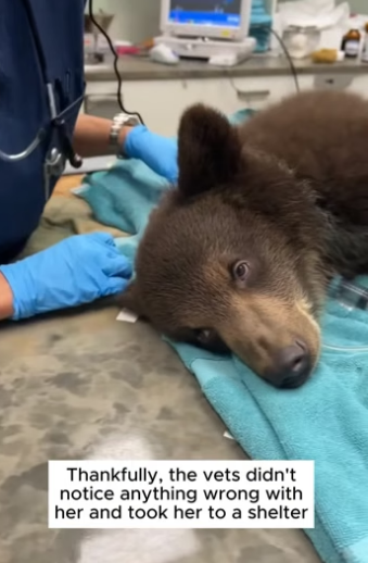 Q2604010 They gave her a new life (Part 2)