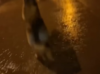 Q2604011 His dog adopts a wolf (Part 2)