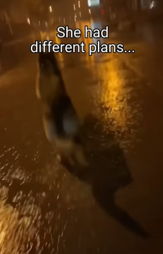 Q2604011 His dog adopts a wolf (Part 2)