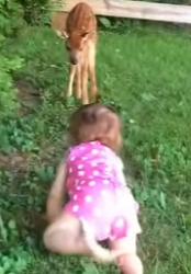 D0304002 A family rescued a baby deer from swimming pool (Part 2)