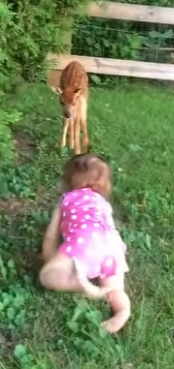 D0304002 A family rescued a baby deer from swimming pool (Part 2)
