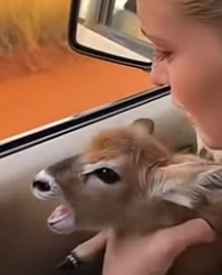 D0804005 Offspring’s Cry (Part 2)