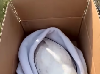 S2604007 She Untangled The Poor Owl Trapped On The Roadside (Part 2)