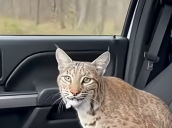 S2604008 A Pregnant Bobcat Jumped Into His Car (Part 2)