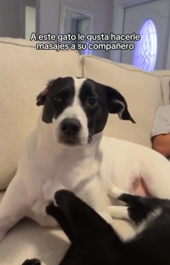 O2804001 Los animales merecen ser amados (Part 2)