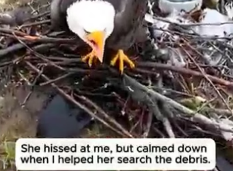 S2804004 He Helped The Crying Eagle Find Her Surviving Egg (Part 2)