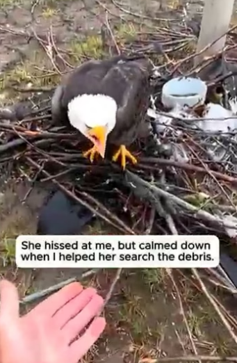 S2804004 He Helped The Crying Eagle Find Her Surviving Egg (Part 2)