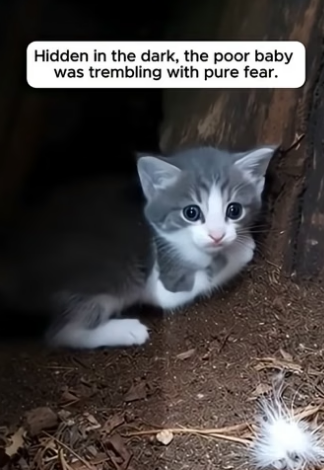 S2604012 He Found An Owl Protecting A Tiny Kitten In A Tree (Part 2)