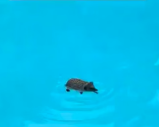 S2804001 She Saved A Drowning Hedgehog From The Pool (Part 2)