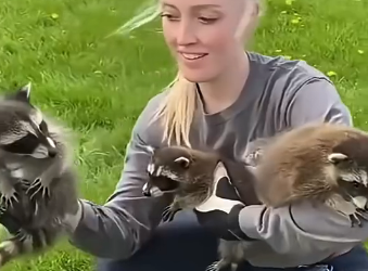 D0904003 A couple found 3 baby raccoons who had lost their mother on the road and then (Part 2)