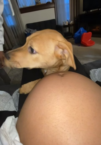 J2804001 The dog worries about her belly more than anyone else. (Part 2)