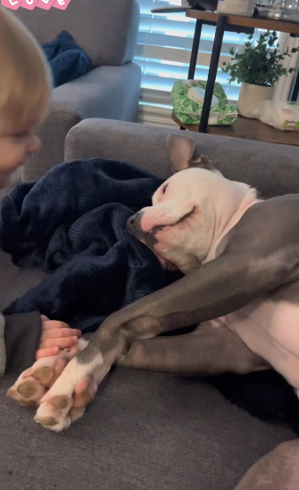 J2804005 Babies and dogs are best friends (Part 2)