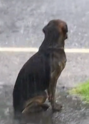 D0904006 Dogs reunited with owners compilation (Part 2)