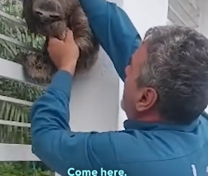 D0304003 Man Rescues Sloths From Precarious Situations Across Venezuela (Part 2)