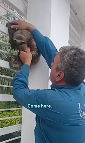 D0304003 Man Rescues Sloths From Precarious Situations Across Venezuela (Part 2)
