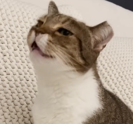 D0304004 Karen The Cat — Who Hated Other Pets — Meets ＂The＂ One (Part 2)