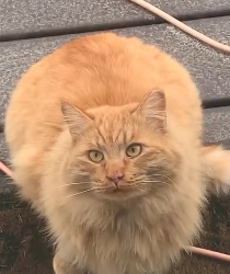 D0304005 Woman Stalks Feral Orange Cat So They Can Become Best Friends (Part 2)