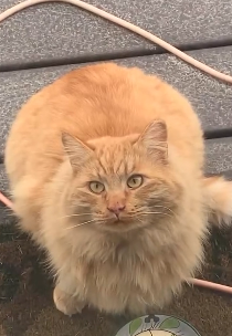 D0304005 Woman Stalks Feral Orange Cat So They Can Become Best Friends (Part 2)