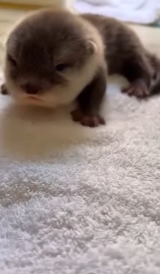 D0304005 Baby otter (Part 2)