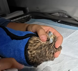 D1104003 Happiness from shopping lasts days… saving a life lasts forever