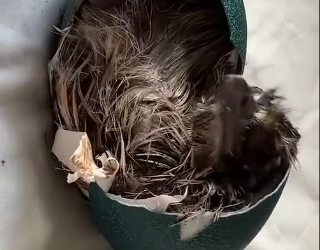 D1104005 A new outfit fades… but a rescued life shines forever (Part 2)