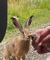 Z0904001 Cry for Mother (Part 2)