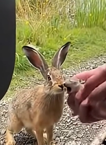 Z0904001 Cry for Mother (Part 2)