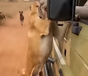 Z0904002 Mom is a true hero (Part 2)