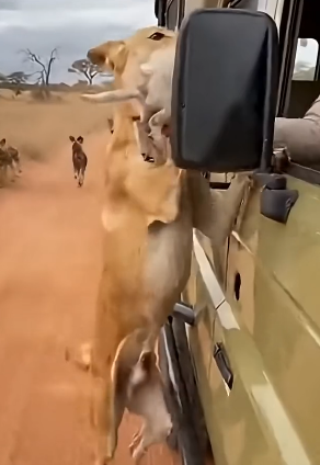 Z0904002 Mom is a true hero (Part 2)