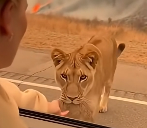 Z0904005 Instinct of Love (Part 2)