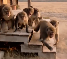 D0504002 Brave Monkeys Save bab (Part 2)