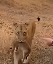 Z0904006 Top Little Life Rescue (Part 2)